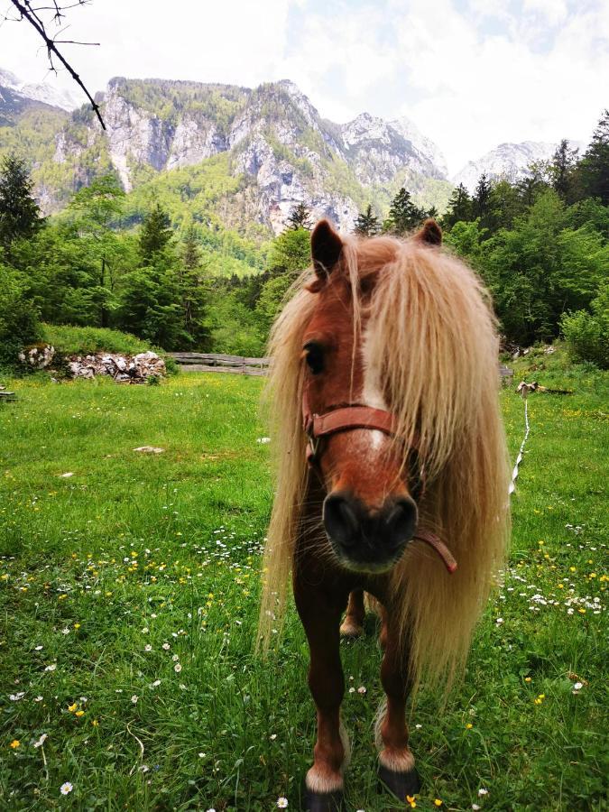 Kamniska Bistrica Skalca 빌라 외부 사진